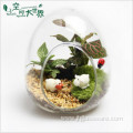 Glass Bottle Terrarium Home Decor